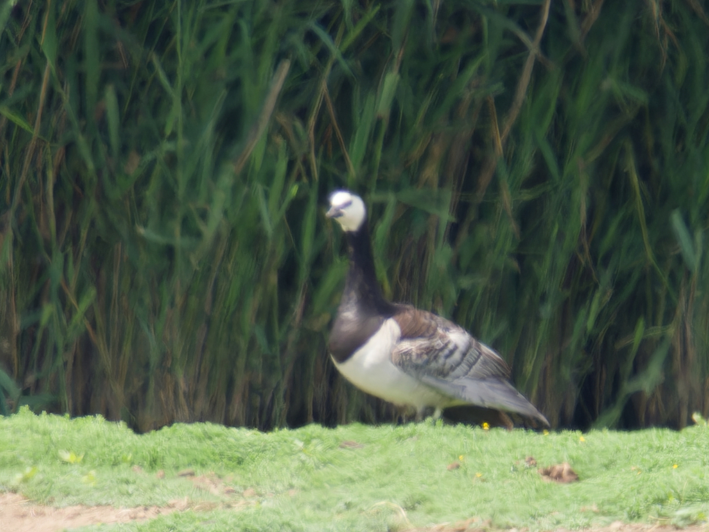 Barnacle Goose